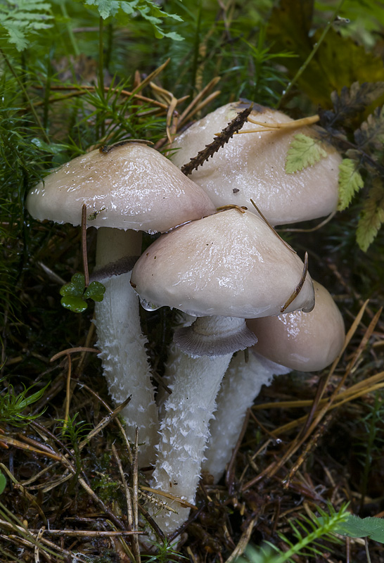 Stropharia hornemannii